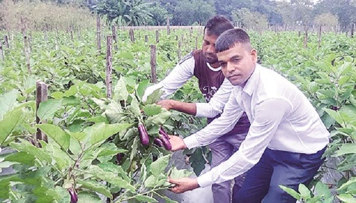 রঘুনাথপুরে মালচিং পদ্ধতিতে বেগুন চাষে বাম্পার ফলন