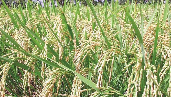 বিলুপ্তপ্রায় দেশি ধান