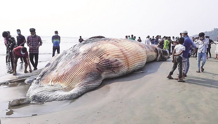 প্রাণিজগতে মানবিকতার ব্যাপ্তি জরুরি