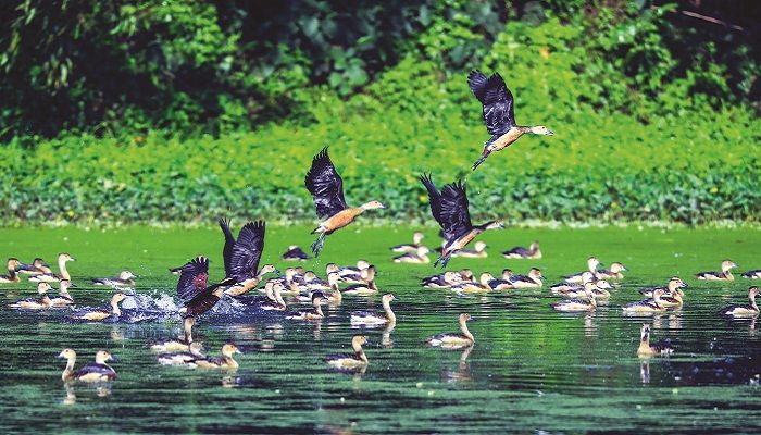 আসতে শুরু করেছে আমাদের অতিথিরা