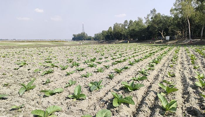 তামাক চাষে ঝুঁকছে কৃষক, বাড়ছে স্বাস্থ্যঝুঁকি