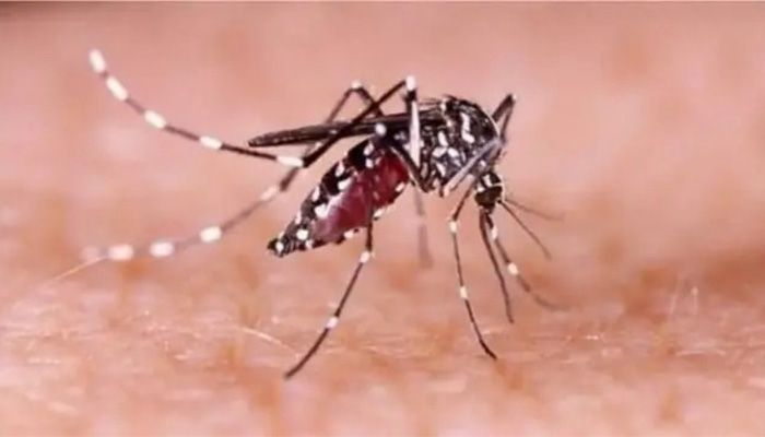 ডেঙ্গুতে আরও ৩ জনের মৃত্যু  