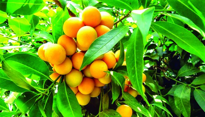 ভেষজ বৃক্ষ উড়িআম