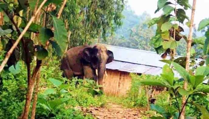 চকরিয়ায় হাতির আক্রমণে কৃষকের মৃত্যু 
