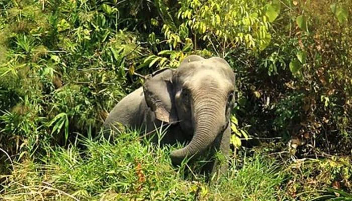 চকরিয়ায় বনাঞ্চলে হাতির আক্রমণে শ্রমিকের মৃত্যু