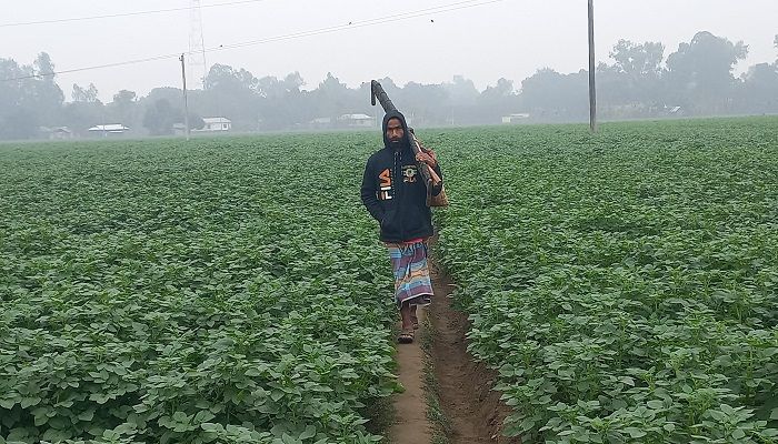 ঠাকুরগাঁওয়ে শীতল হাওয়ায় বিপর্যস্ত দিনযাপন