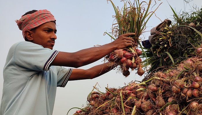 মুড়িকাটা পেঁয়াজের ব্যাপক দরপতন
