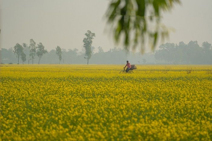 মাঠ ছেয়ে আছে হলুদ ফুলে
