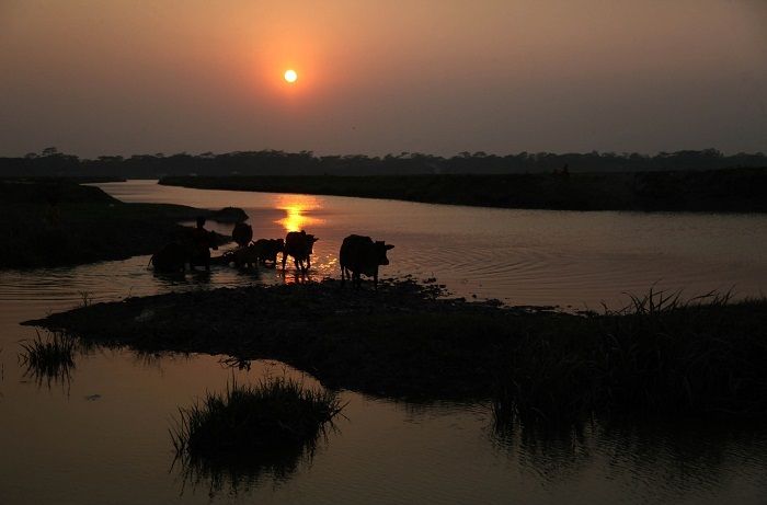 ধানের দাম কমায় হতাশ কৃষক