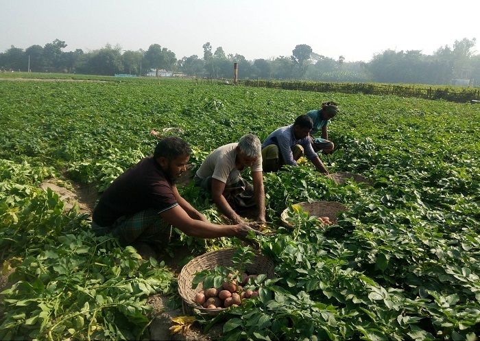 ধানের দাম কমায় হতাশ কৃষক