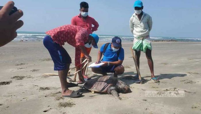 কক্সবাজার সমুদ্র সৈকতে তিনদিনে ৭০টি মৃত কাছিম উদ্ধার 