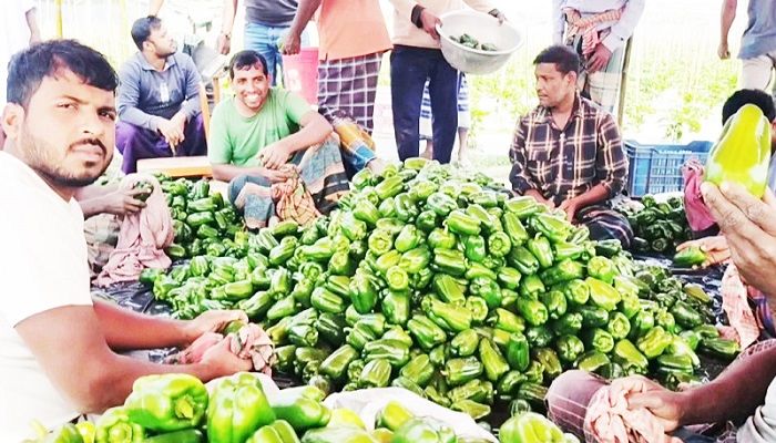 ﻿ক্যাপসিকাম পাইকারি বিক্রি করছেন একদল কৃষক। ছবি: কুষ্টিয়া প্রতিনিধি