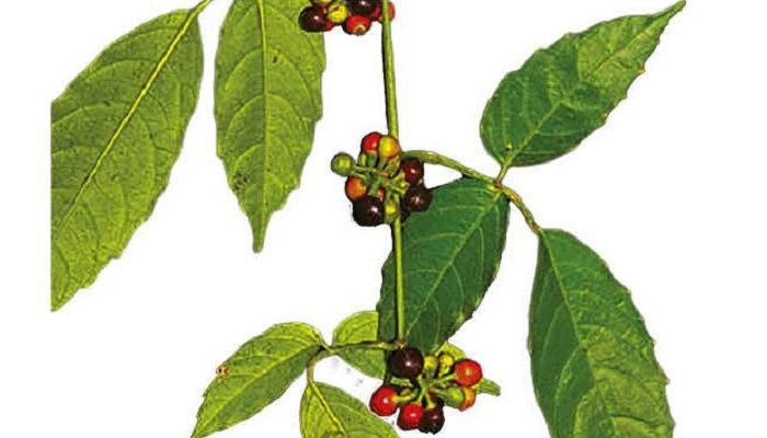 ﻿কনরিয়া। ছবি: সাম্প্রতিক দেশকাল