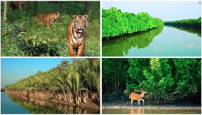 সুন্দরবন। ছবি: সংগৃহীত