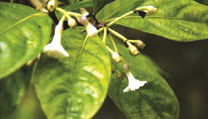 চিরসবুজ উদ্ভিদ করফুল