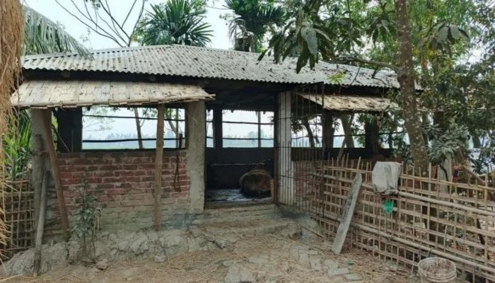 ওসির গ্রামের বাড়ির গোয়ালঘর। ছবি: কক্সবাজার প্রতিনিধি