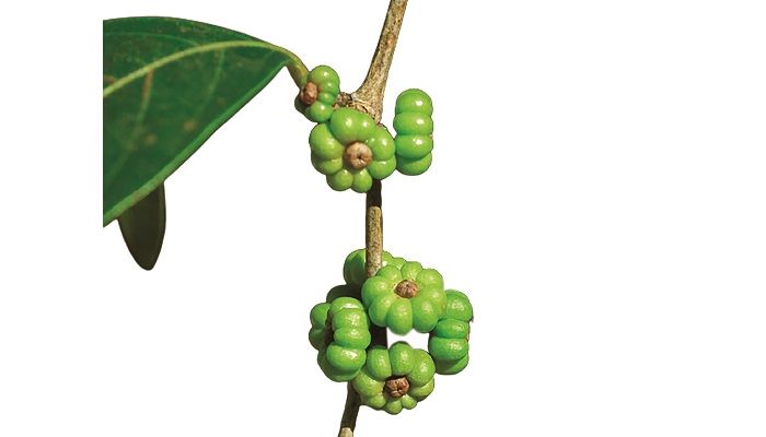চিরসবুজ বৃক্ষ কাইমুলা