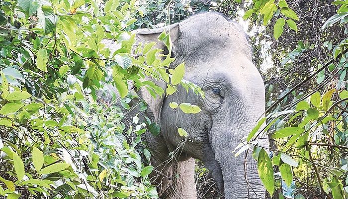 বুনো হাতির কি বিদায় ঘণ্টা বেজে গেছে