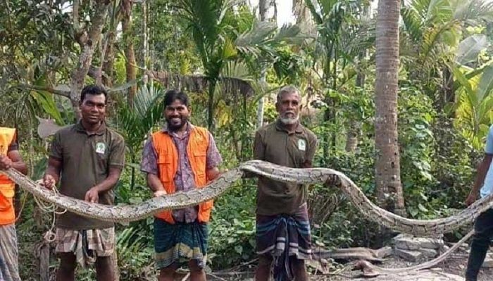 লোকালয় থেকে ২০ ফুট অজগর উদ্ধার