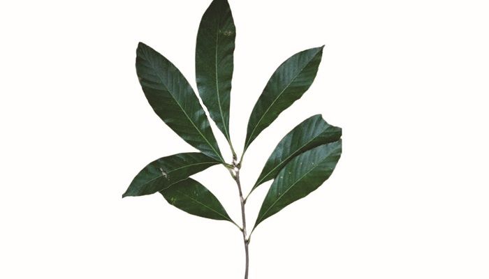 বনজ বৃক্ষ কাউটো বাটনা
