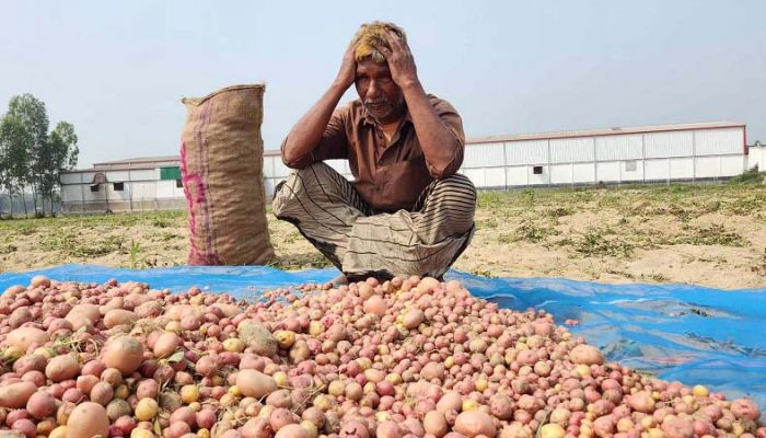 হিমাগার সিলগালা, আলু রাখা নিয়ে শঙ্কায় চাষিরা  