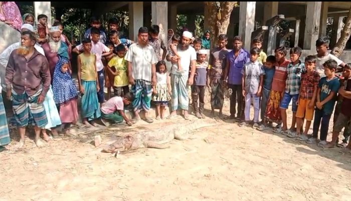 মাদারীপুরে কুমিরকে পিটিয়ে হত্যা