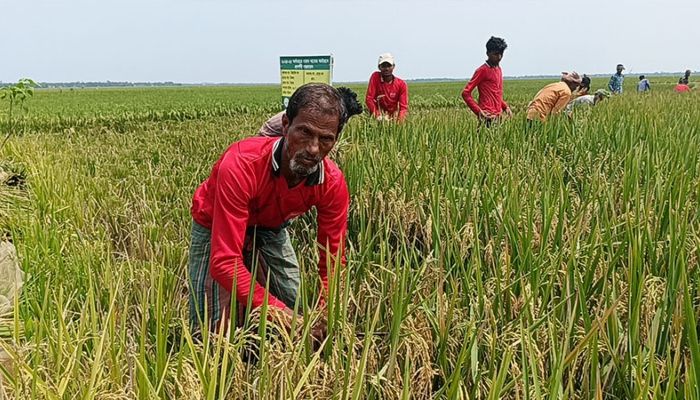 ধান কাটছেন কৃষকরা। ছবি- সুনামগঞ্জ প্রতিনিধি 