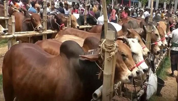 মেরাদিয়ায় এবার বসানো যাবে না পশুর হাট: হাইকোর্ট