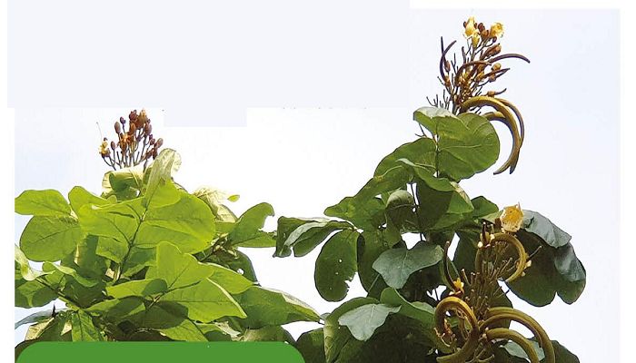 ﻿কাওয়াঠুটি বৃক্ষ। ছবি: সাম্প্রতিক দেশকাল
