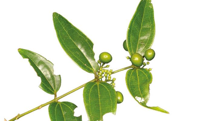 ছোট বৃক্ষ কাঁটা কোছিলা