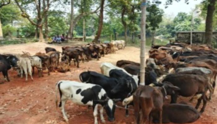 তাড়াশে সরকারি বরাদ্দের গরু বিতরণে অনিয়মের অভিযোগ