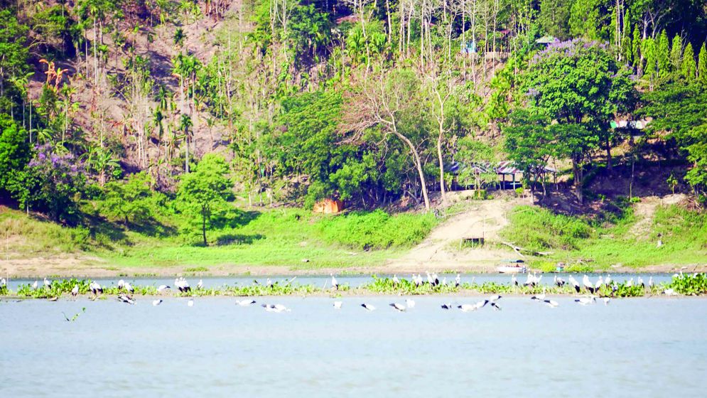 ঝুঁকির মুখে এশিয়ান  শামুকখোল
