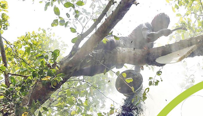 মধুর খোঁজে সুন্দরবনের গহিনে
