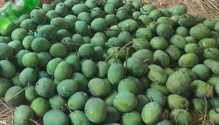 ইউরোপে যাচ্ছে সাতক্ষীরার আম