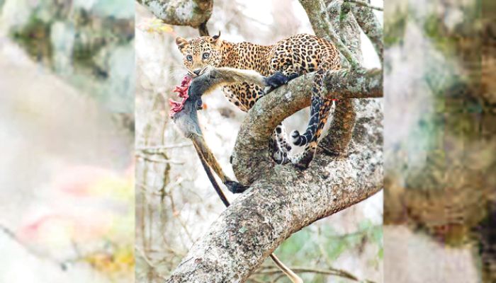 পার্বত্য চট্টগ্রামের শেষ চিতা বাঘেরা