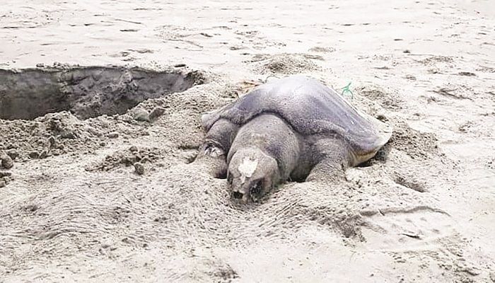 কক্সবাজার সমুদ্র উপকূলে মৃত কাছিমের ঢল