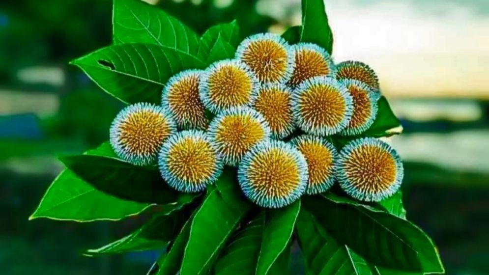 বৃষ্টি : সূত্র-ভাঙা শুভ্র মোহনার গান