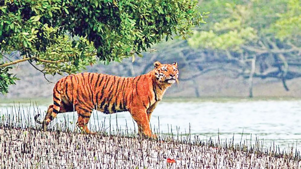 সুন্দরবনে বাঘের সংখ্যা বাড়ছে কি