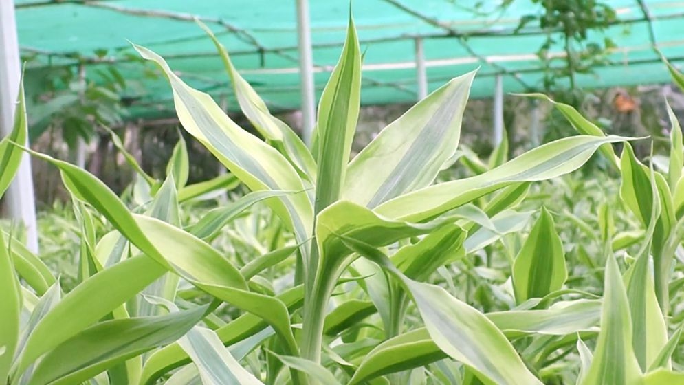 লাকি ব্যাম্বু যাচ্ছে দেশের গণ্ডি পেরিয়ে