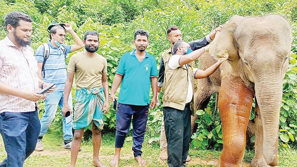 যেখানে হাতি সেখানেই তারা