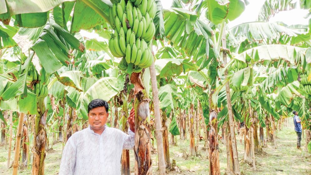 কলা চাষ করে বাজিমাত তরুণ কৃষকের