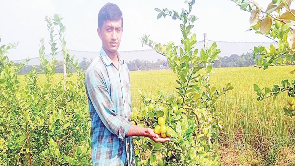 চোখ জুড়ানো মিশ্র ফলের বাগান