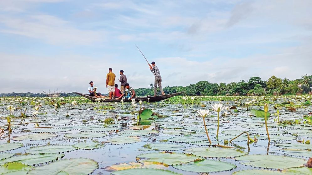 ফরিদপুরের সালথায় সাদা শাপলায় সেজেছে প্রকৃতি