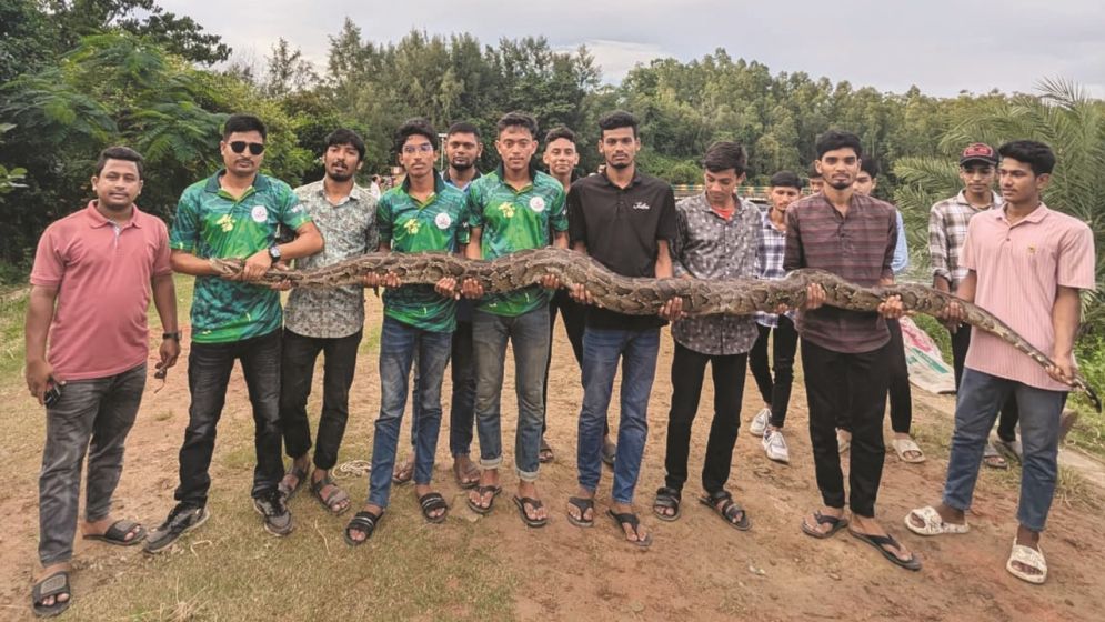 সাপ রক্ষায় কাজ করছেন মীরসরাইয়ের সাহসী তরুণরা