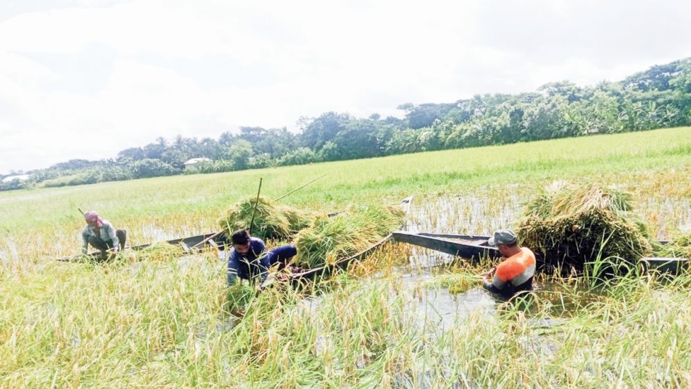 ব্যতিক্রমী উদ্যোগে পাল্টে যাচ্ছে নড়াইলের কৃষি ব্যবস্থা