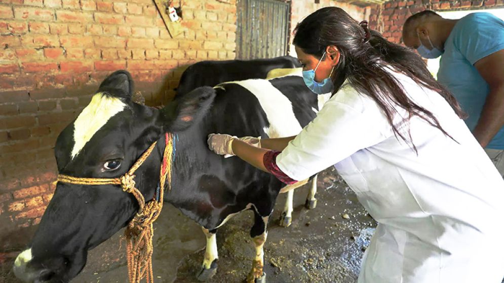 উত্তরে অ্যানথ্রাক্স আতঙ্ক, খামারিদের নাভিশ্বাস
