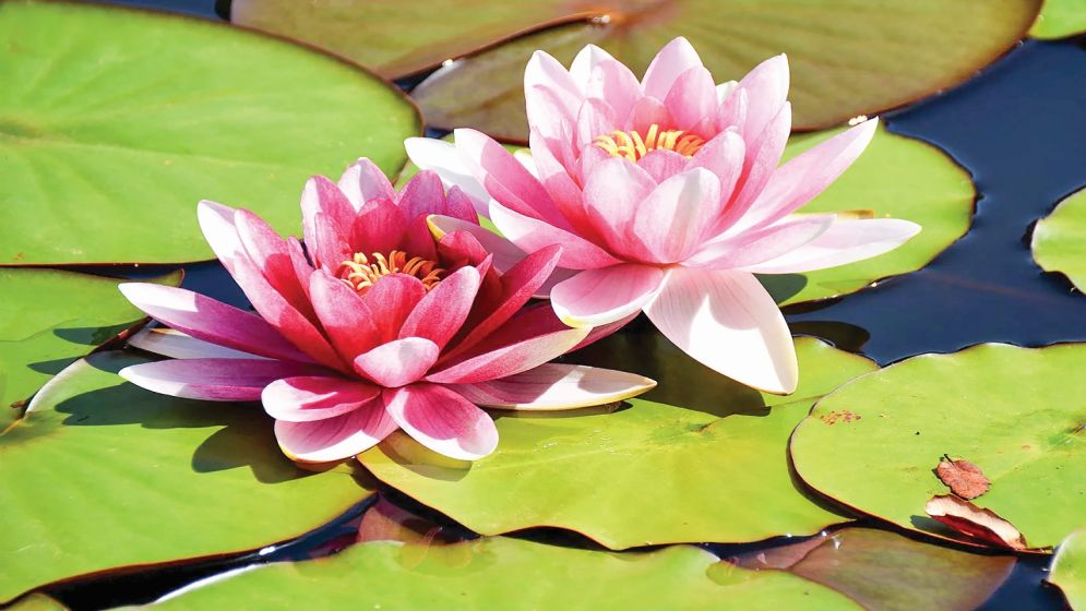 বিলুপ্তি থেকে পদ্ম রক্ষা জরুরি