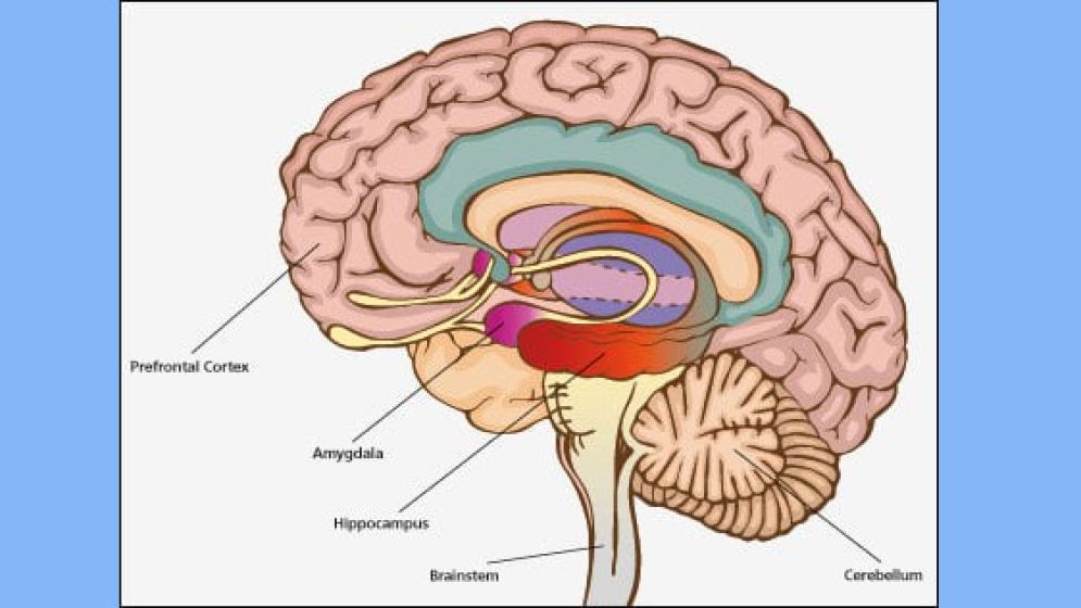 মস্তিষ্কের কাঠামো ও জ্ঞানীয় বিকৃতি