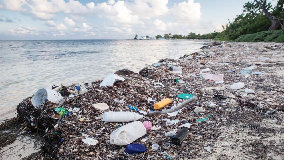 মহাসাগরের প্লাস্টিক দূষণ হুমকিতে পরিবেশ ও জীববৈচিত্র্য