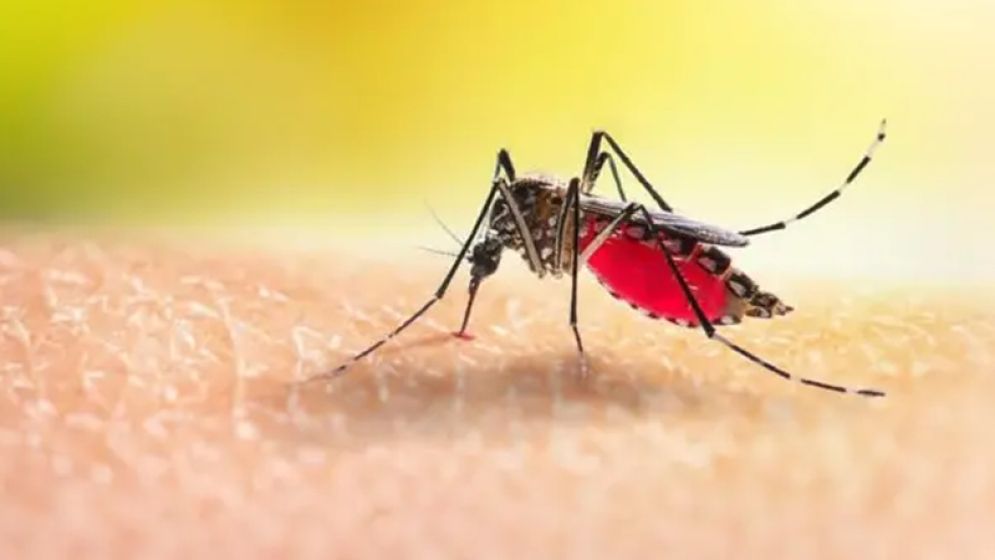 নভেম্বরেও চোখ রাঙাচ্ছে ডেঙ্গু, শীতেও থাকছে ঝুঁকি